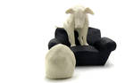 Cat_overview_weggimann_hund7506