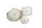 Mini_casado_1206_scha_lchenset_3470_w