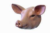 Portrait_craft2eu_steinbach_schwein_2833stehohren